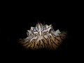   Humped Halgerda shot home made snoot night dive close Dunraven Egypt. Egypt  